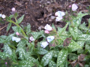 Pulmonaria 'Mrs. Moon'